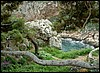 vegetation.jpg