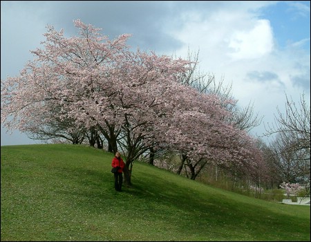 kirschenbaum.jpg