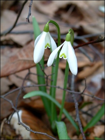 blume2.jpg