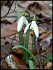 blume2.jpg